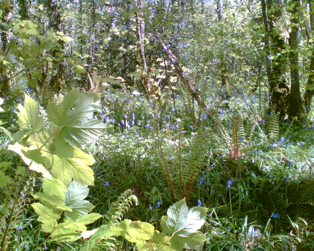 Woodland bluebells