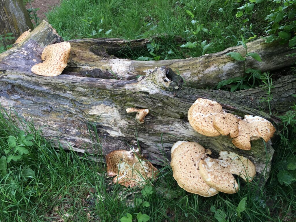 Fungi - 1 June