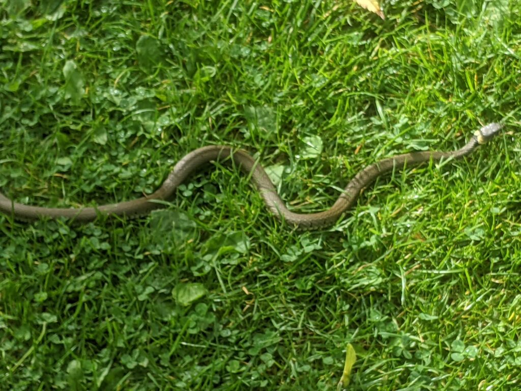 Snake