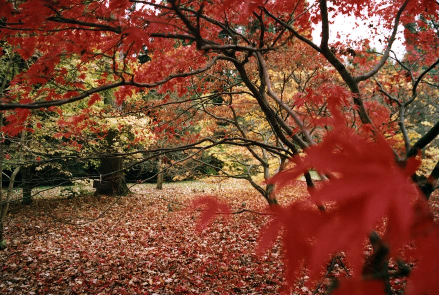 Westonbirt Arboretum